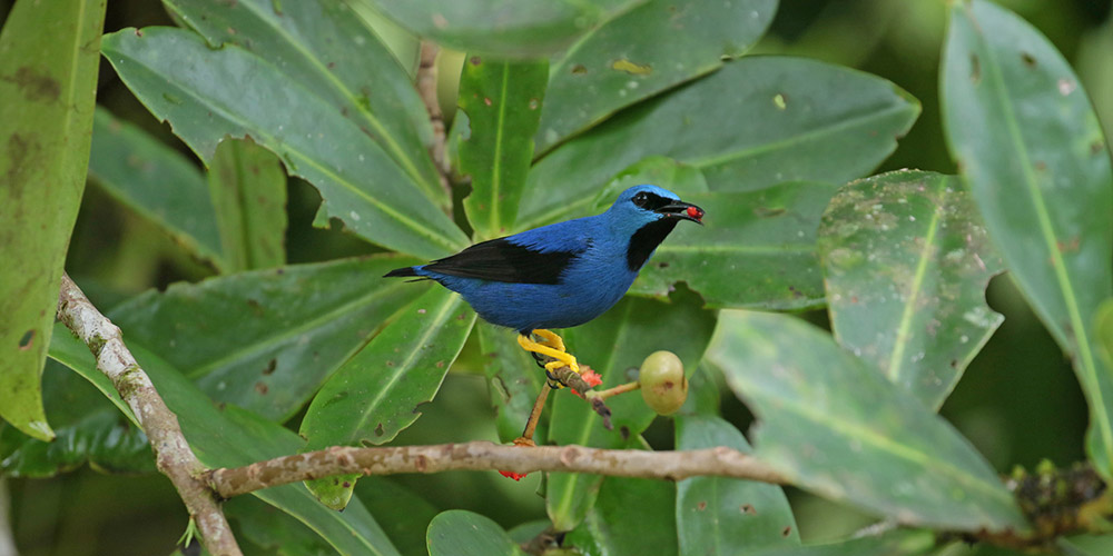 Shining Honeycreeper